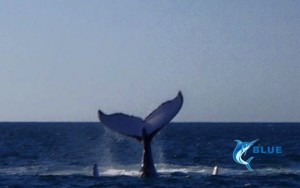 Whale Monte Bello Islands