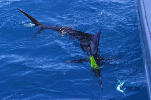 sailfish tag and release billfish WA