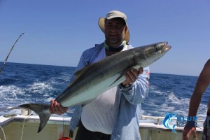 cobia Monties fishing charter