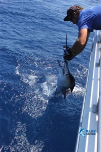 WA fishing charter sailfish