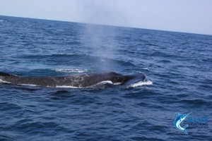 Whale Western Australia