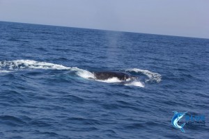 Whales Western Australia