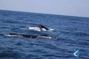 Whales Montebello Islands