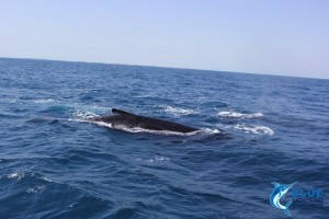 Whale Montebello Islands