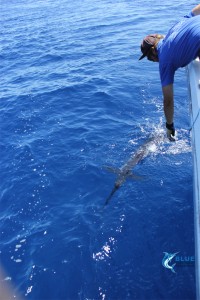 sailfish WA fishing charter