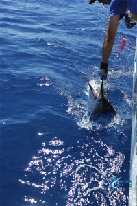 private group charter Gamefish