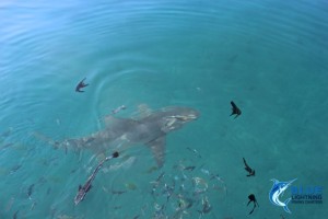 lemon shark angel fish Montebello Islands