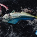Abrolhos Islands Batavia Wreck Dolphin fish