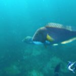 Underwater Abrolhos Islands WA fishing charter