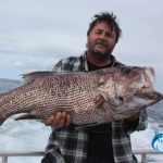 Dhu fish Abrolhos Islands