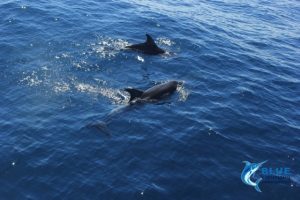 Dolphins Montebello Islands WA Blue Lightning Charters