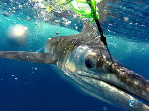 Striped Marlin WA fishing charter