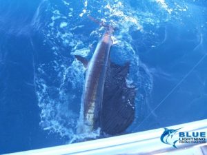 Sailfish WA best billfish Montebello Islands Blue Lightning fishing charters