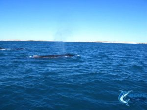 Montebello Islands Whales WA Blue Lightning Fishing charters