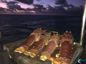 crayfish abrolhos islands fishing charter blue lightning charters