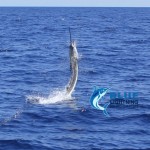 Private group charter sailfish
