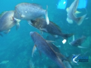 Abrolhos Islands fishing charters blue lightning charters reef fishing