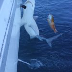 Baldchin Grouper and Shark WA fishing adventure Abrolhos Islands fishing charter