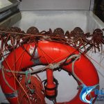 Crayfish Blue Lightning Charters food