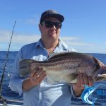 Dhu fish Abrolhos Islands