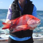 red emperor Abrolhos Islands