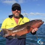 coral trout Abrolhos Islands