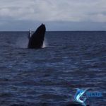Whale WA charter