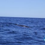 Whales WA Western Australia