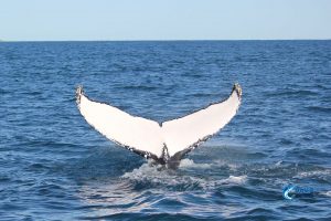 Whales Montebello Islands WA Fishing Charter