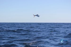 Flying Mackerel Montebello Islands