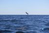 Mackerel putting on a show Montebello Islands WA fishing charter