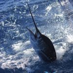 sailfish Montebello Islands WA fishing Charter