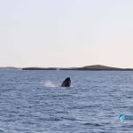 whales Montebello Islands WA