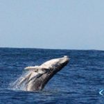 baby whale Montebello Islands WA