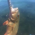 Corla Trout Montebello Islands WA Fishing Blue Lightning Charters