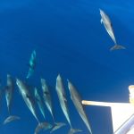 pod dolphins Montebello Islands WA