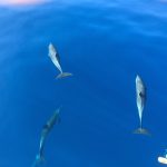 dolphins WA fishing Montebello Islands