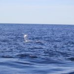Whales WA Fishing charter