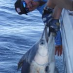 Black Marlin WA fishing charter