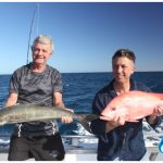 Cobia Scarlet Sea Perch Blue Lightning Charters WA fishing charter