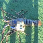 Crayfish WA fishing charter Blue Lightning Charter