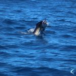 Sailfish Montebello Islands Fishing charter Blue Lightning Charters