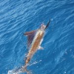 Sailfish Montebello Islands Fishing charter Blue Lightning Charters