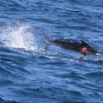Black Marlin Blue Lightning Charters Montebello Islands