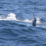 Black Marlin Montebello Islands WA fishing charter Blue Lightning Charters