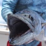 Spanish Mackerel WA Montebello Islands fishing charters Blue Lightning Charters