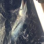 Marlin Halco Abrolhos Islands fishing