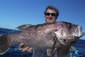 dhu fish Abrolhos Islands