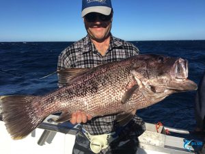 Abrolhos Islands Dhu Fish WA