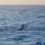 Sailfish WA blue lightning charters record